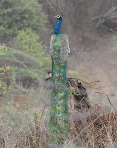 Peafowl