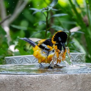 Venezuelan Troupial