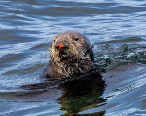 Sea Otter #2