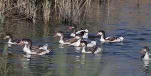 Common Shelduck (Juvenile)