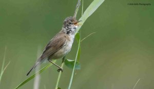 Reed Warbler 9309.jpg