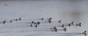 Common Shelduck