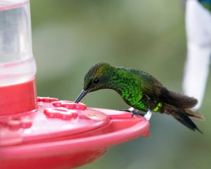 Blue-tailed Emerald (m)