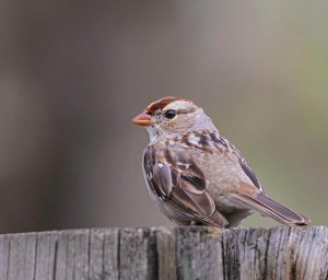 White-crowned Sparrow, Juvenile