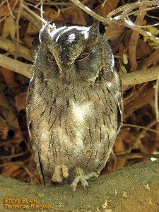 Torotoroka Scops-Owl