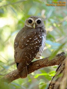 White-browed Owl