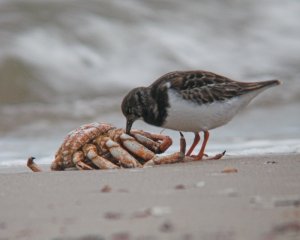 Crab Supper