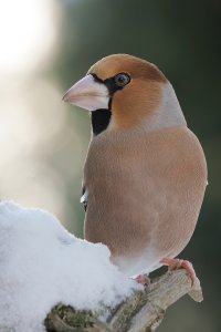 hawfinch