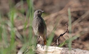 Black Redstart Juvenile