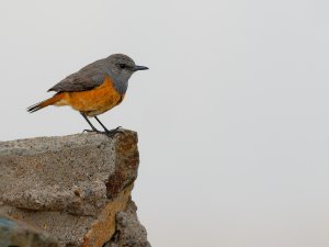 Little rock thrush