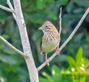 Lincoln's Sparrow