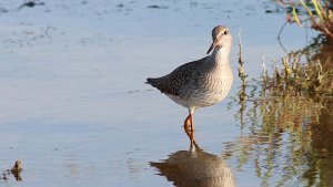 common redshank