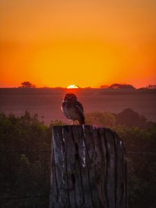 Burrowing Owl at sunset.