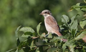 Juvenile shrike