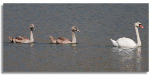 Mute Swan