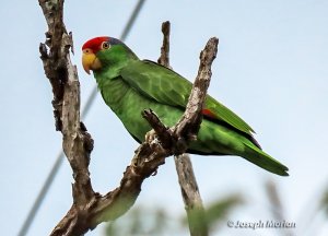 Red-crowned Parrot