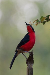 Black-headed gonolek