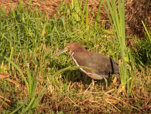 Rufescent Tiger-Heron