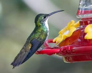 White-chested Emerald