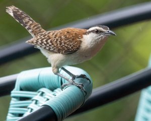 Rufous-naped Wren