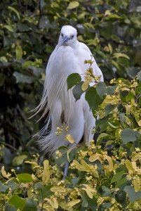 Little Egret