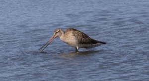 Bar-tailed godwit