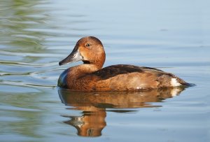 Ferruginous Duck