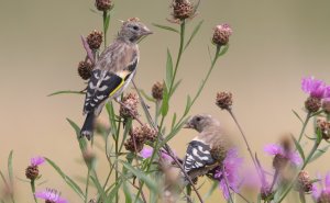 Young goldfinches