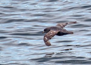 Northern Fulmar