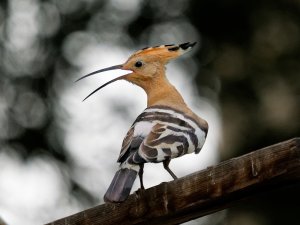 Hoopoe