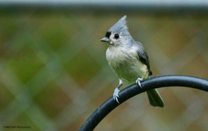 Tufted Titmouse 3138.jpg