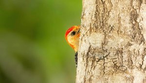 Red-bellied Woodpecker