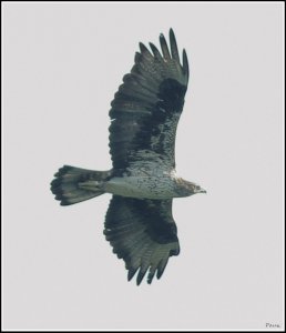 Bonelli's Eagle in flight