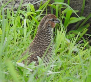 Rock Bush Quail Male