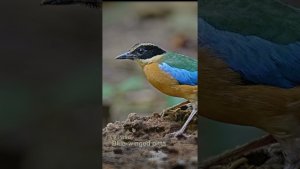 Blue-Winged Pitta