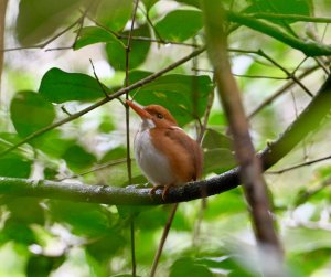 Pygmy kingfisher