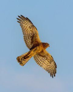 Northern Harrier