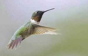 Ruby-throated Hummingbird, Male