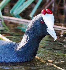 Red-knobbed Coot - Fulica cristata.jpg