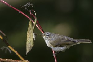 Willow Warbler