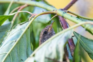 Eurasian wren