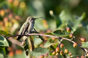 Anna's Hummingbird in the early morning light.