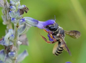 Leaf-cutter Bee