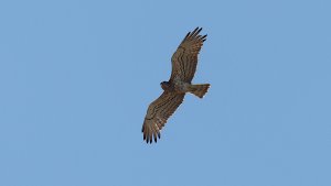 short-toed snake eagle