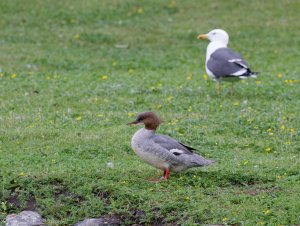 Female common merganser