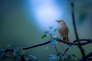 Gray Catbird