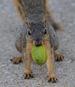 Texas Fox Squirrel