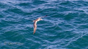 Australasian Gannet