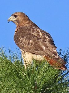 Red-tailed Hawk