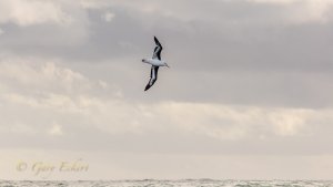 Black-browed Albatross